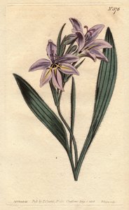 甘い香りのするバビアナ、ライラックの花が淡い。甘い香りのするバビアナ、ライラックの花が淡い。Babiana plicata。ウィリアム・カーティスの "Botanical Magazine "1790年版に掲載されたSydenham Edwardsの植物図鑑からの手彩色銅版画。 作： Sydenham Teast Edwards