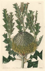 オーストラリア原産のBanksia speciosa - S. Watts strong water、Sarah Anne Drake（1803-1857）のイラストより、Botanical Registerより。 作： Sydenham Teast Edwards