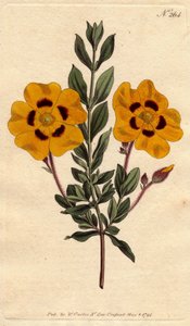 鮮やかな黄色の花をクリムゾンで飾った美しいシスト。鮮やかな黄色の花に真紅の装飾が施された美しいシスタス。Cistus formosus.シデナム・エドワーズによる植物図鑑からの手彩色銅版画（ウィリアム・カーチスの " 作： Sydenham Teast Edwards