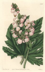 淡いピンク色の花を咲かせるメキシコ原産のベゴニア - Sarah Anne Drake（1803-1857）のイラストからS.Wattsが描いた強力な水（Botanical Registerより 作： Sydenham Teast Edwards