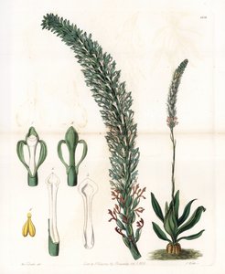 Belle sauroglossum - イギリスのSydenham Edwards（1768-1819）のBotanical Registerに掲載されているSarah Anne Drake（1803-1857）のイラストをS.Wattsがエングレービングしたプレート。