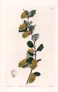 Berberis - イギリスのSydenham Edwards（1768-1819）のBotanical Registerに掲載されているSarah Anne Drake（1803-1857）のイラストをS.Wattsがエングレービングしたプレート。 作： Sydenham Teast Edwards