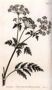 ビッグ・ヘムロックランベス植物園（イギリス）の植物会議のために、サイデナム・エドワーズ（1768-1819）が描いたカラー銅版画。 作： Sydenham Teast Edwards