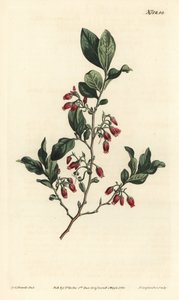ブラックハックルベリー（Gaylussacia baccata） - William Curtis