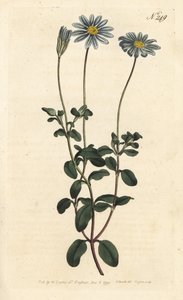 Blue Package, Felicie, Cape Margarita or Cape Aster - Blue daisy, Felicia amelloides (Blue-flowered cineraria or Cape aster, Cineraria amelloides) - Sydenham Edwards rom William Curtisのイラストの後にSansomが描いた手彩色の銅版画。 作： Sydenham Teast Edwards