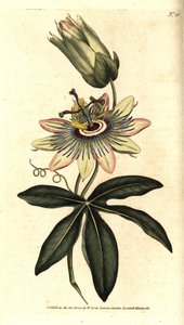青いパッシフローラ - パッションフラワー（Passiflora caerulea）。William Curtis