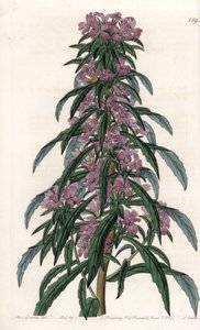 Boisduvalia variete, dense-flowered epilobe - イギリス、Sydenham Edwards (1768-1819)のBotanical Registerに掲載されたSarah Anne Drake (1803-1857)のイラストをS.Wattsがエングレーブしたもの。 作： Sydenham Teast Edwards