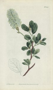 植物彫刻 作： Sydenham Teast Edwards
