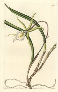 Brassavola perrinii（ペリンのブラサボラ、ブラサボラ・ペリニー）。Sydenham Edwards