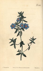 Broad-leaved pimpernel, Anagallis latifolia.William Curtis