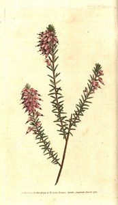 Bruyere carnee, Bruyere color of flesh, Bruyere of the snow or Bruyere of the Alps - Herbaceous heath, Erica herbacea.William Curtis
