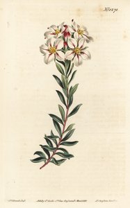 Buchu, Adenandra villosa (Umbel-flowered diosma, Diosma speciosa) - William Curtis