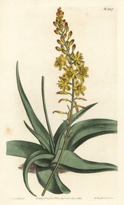 Bulbine variete - Bulbine alooides (Aloe-leaved anthericum, Anthericum alooides).William Curtis