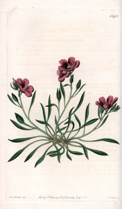 アメリカ原産のCalandrinia variete - イギリスのSydenham Edwards（1768-1819）のBotanical Registerに掲載されているSarah Anne Drake（1803-1857）のイラストをS.Wattsがエングレーヴィングしたプレート。 作： Sydenham Teast Edwards