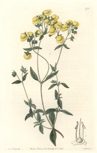 Calceolaire or small slipper or purse of lady, native to Chile - Water forte by S. Watts from an illustration by Sarah Anne Drake (1803-1857), from Botanical Register 作： Sydenham Teast Edwards