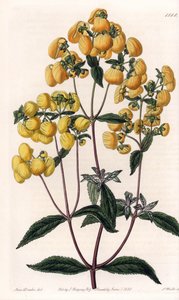 Calceolaire rugosa - イギリスのSydenham Edwards (1768-1819)のBotanical Registerに掲載されたSarah Anne Drake (1803-1857)のイラストをもとにS.Wattsが彫刻したプレート。