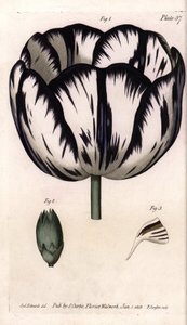 チューリップとカーネーションのジロフレやカーネーションのフローリストのカリッセ。シデナム・エドワーズ（1768-1819）がランベス植物園（イギリス）の植物会議のために描いた彩色銅版画。 作： Sydenham Teast Edwards