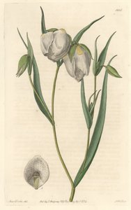 カリフォルニア原産の白い花を咲かせるシクラメン（Calochorte (Mariposa) or white-flowered cyclobothre） - S. Watts strong water from an illustration by Sarah Anne Drake (1803-1857), from Botanical Register 作： Sydenham Teast Edwards