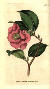 日本のカメリア - 薔薇のツバキ（Camellia japonica）。William Curtis