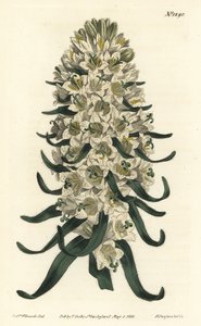 美しい花を咲かせるカンパニュラ - ピレネー・ベルフラワー、カンパニュラ・スペシオサ（Long-spiked bellflower, Campanula thyrsoidea）。William Curtis