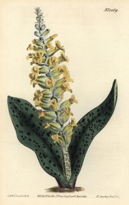 ケープヒヤシンス（ニセアカシア） - 斑入りの葉を持つ蘭のようなラケナリア、Lachenalia orchioides。William Curtis