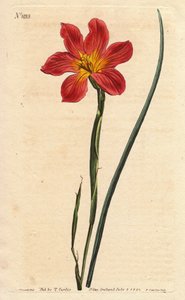 ケープチューリップ、モレアは麦わら色とピンクサーモンの花を咲かせる。麦わら色の同一花のモレア、サーモンピンクと黄色のケープチューリップ。ホメリア・コリナ（Moraea collina）。WillのSydenham Edwardsによる植物図鑑からの手彩色銅版画。 作： Sydenham Teast Edwards