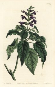 カリビアン・セージ - Salvia lamiifolia（紫花のセージ、Salvia amoena）。William Curtis