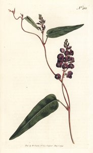 Caulinia bimaculata（紫グリシン、Glycine bimaculata）。ロンドンのWilliam Curtis