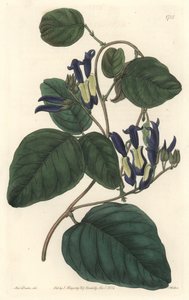 Caulinie noiratre、オーストラリア原産 - S. Watts strong water、Sarah Anne Drake（1803-1857）のイラストより、Botanical Registerより。 作： Sydenham Teast Edwards