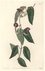 インド原産のCeropegia elegant - Sarah Anne Drake (1803-1857)のイラストからS.Wattsが描いた強い水、Botanical Registerより。 作： Sydenham Teast Edwards
