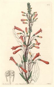 Chelone（またはGalane）にはバレリアンの葉があり、カリフォルニア州原産 - S. Wattsの強い水、Sarah Anne Drake（1803-1857）のイラストより、Botanical Registerより。
