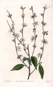 桜の木 - イギリス、Sydenham Edwards（1768-1819）のBotanical Registerに掲載されたSarah Anne Drake（1803-1857）のイラストをS.Wattsがエングレービングしたボード。