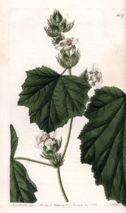 Chestnut vine - イギリスのSydenham Edwards (1768-1819)のBotanical Registerに掲載されたSarah Anne Drake (1803-1857)のイラストをS.Wattsがエングレーヴィングしたもの。 作： Sydenham Teast Edwards