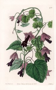チャイニーズ・ハット - イギリスのSydenham Edwards（1768-1819）のBotanical Registerに掲載されているSarah Anne Drake（1803-1857）のイラストをS.Wattsがエングレーヴィングしたもの。 作： Sydenham Teast Edwards