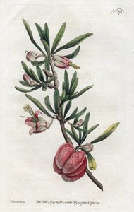 シデナム・エドワーズ（1768-1819）によるリトグラフ、ウィリアム・カーティス（1746-1799）の『ボタニカル・マガジン』より。 作： Sydenham Teast Edwards