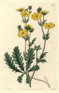 Cinquefoil dressee - Jagged-leaved cinquefoil, Potentilla laciniosa（ギザギザの葉のキンギョソウ）。Sydenham Edwards