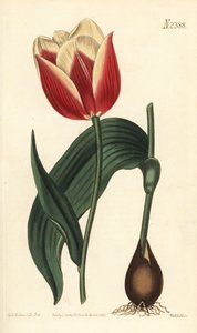 クララモンドチューリップ（Tulipa suaveolens var. latifolia）。William Curtis