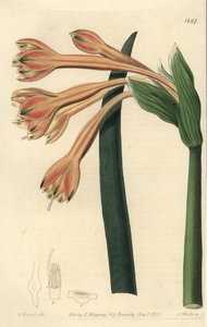 Clinanthus fulvus (Tawny coburgia, Coburgia fulva).Sydenham Edwards
