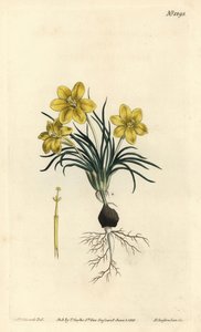 Clockflower, Moraea fugacissima (Narrow-leaved galaxia, Galaxia graminea).William Curtis