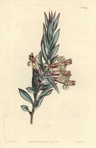 彼岸花のスタイフェリア（Styphelia triflora）。William Curtis