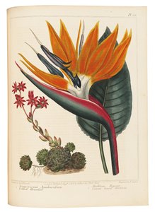 Cobweb Houseleek and Canna Leaved Strelitzia、1806 作： Sydenham Teast Edwards