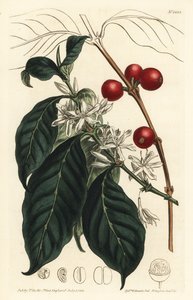 コーヒーメーカー アラビカ - コーヒーの木、Coffea arabica。William Curtis