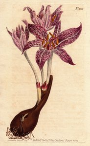 コルチークサフランデプレ、球根と数個の紫の花がまだら模様になっています。Chequer flowered meadow saffron, with bulb and many purple flecked flowers.Colchicum variegatum（コルチカム・ヴァリエガタム）。Sydenham Edwによる植物図鑑からの手彩色銅版画。 作： Sydenham Teast Edwards