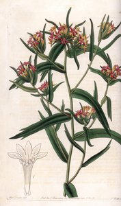 Collomia neon - イギリスのSydenham Edwards (1768-1819)のBotanical Registerに掲載されたSarah Anne Drake (1803-1857)のイラストをS.Wattsが彫刻したプレート。 作： Sydenham Teast Edwards