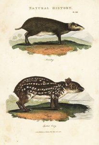 アコチ（Buffon Acouchi）とパカ（Paca） - レッドアコチ（Myoprocta acouchy）とローランドパカ（Cuniculus paca）。John Mason GoodのPantologia, a New Encyclopedia, G. Kearsley, Londonに掲載されたSydenham Edwardsによる手彩色の銅版画。 作： Sydenham Teast Edwards