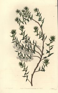 コモンヒース、Epicris impressa (Snowy epacris, Epicris nivalis)。Sydenham Edwards