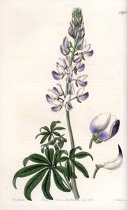 Common riverbank lupin - イギリス、Sydenham Edwards (1768-1819)のBotanical Registerに掲載されたSarah Anne Drake (1803-1857)のイラストをS.Wattsがエングレービングしたもの。