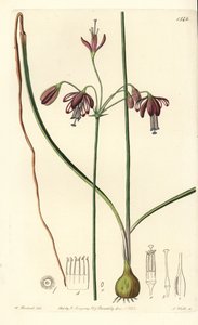 メキシコ産の珊瑚、または珊瑚の雫 - 珊瑚の雫、Bessera elegans (Hollow-leaved pharium, Pharium fistulosum).Sydenham Edwards