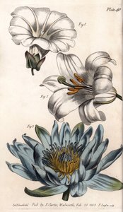 Corolla: 野縁(花は一枚の花弁を持つ)、ユリ(六弁)、ユリ(多弁)。ランベス植物園（イギリス）の植物会議のために、サイデナム・エドワーズ（1768-1819）が描いたカラー銅版画。 作： Sydenham Teast Edwards