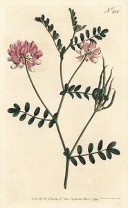Coronilla bigaree - Purple crown vetch, Securigera varia (Purple coronilla, Coronilla varia).ロンドンのWilliam Curtis